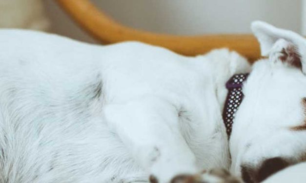 The Ariège Pointer: A Distinctive and Versatile Companion