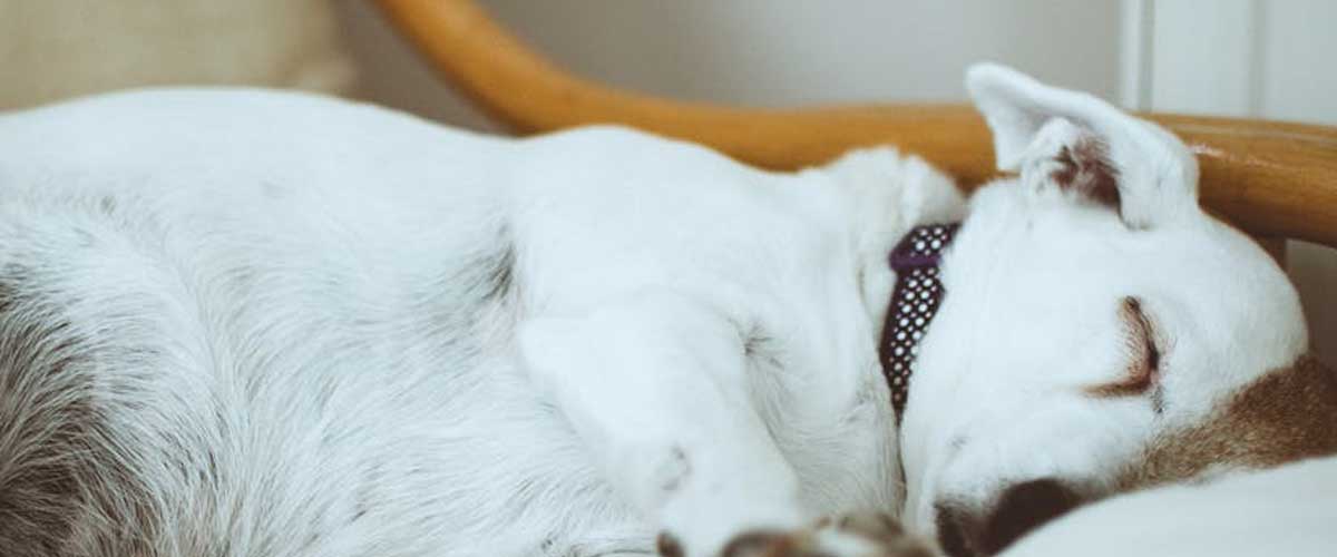 The Ariège Pointer: A Distinctive and Versatile Companion