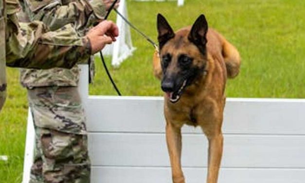The Essential Duties of Army Dogs: Guardians of the Battlefield