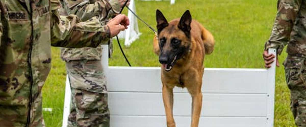The Essential Duties of Army Dogs: Guardians of the Battlefield