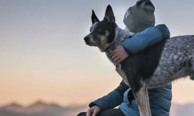The Australian Cattle Dog: A Versatile and Loyal Companion