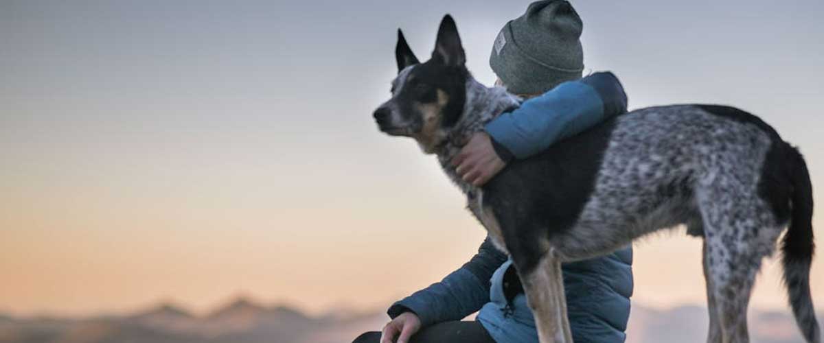 The Australian Cattle Dog: A Versatile and Loyal Companion