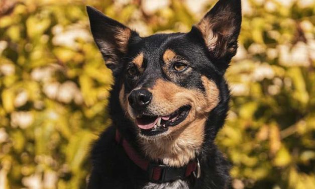 The Australian Kelpie: A Devoted and Versatile Working Dog