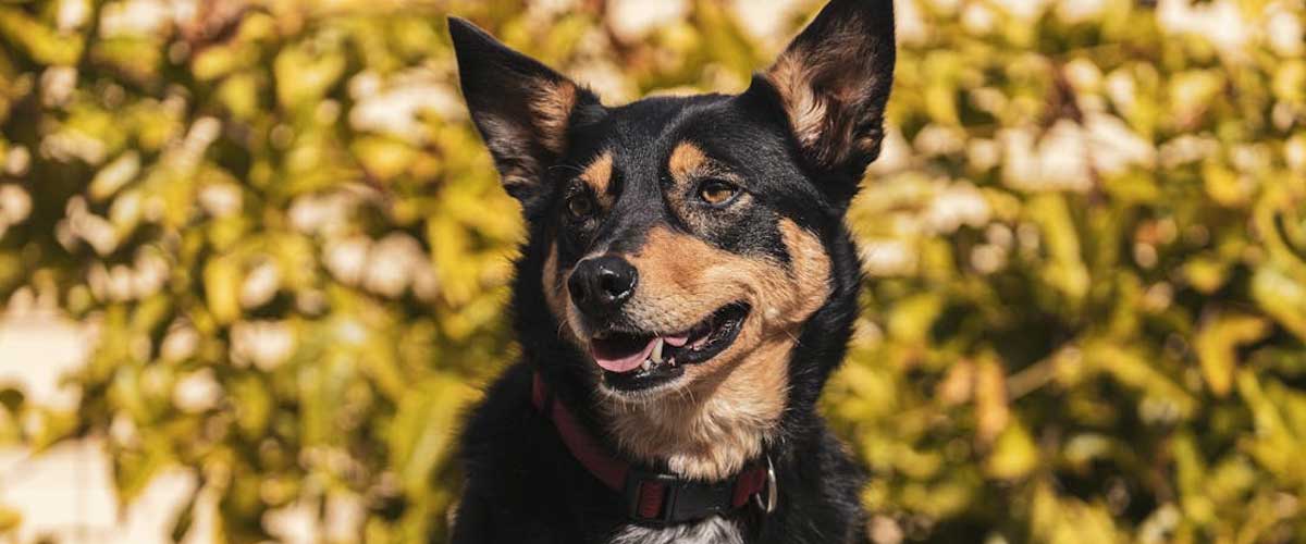 The Australian Kelpie: A Devoted and Versatile Working Dog