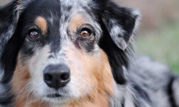 The Australian Shepherd: An Energetic and Intelligent Companion