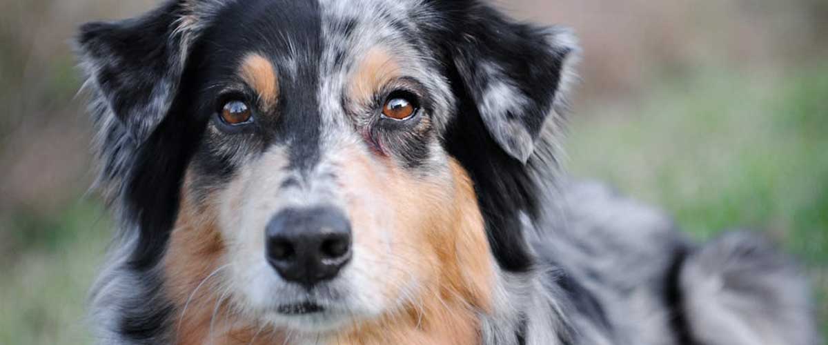 The Australian Shepherd: An Energetic and Intelligent Companion