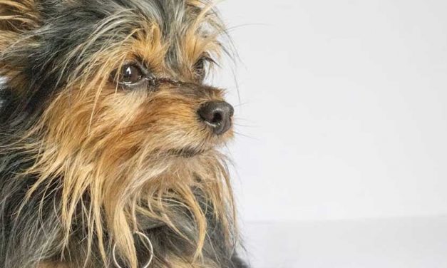 The Australian Silky Terrier: A Charming Companion