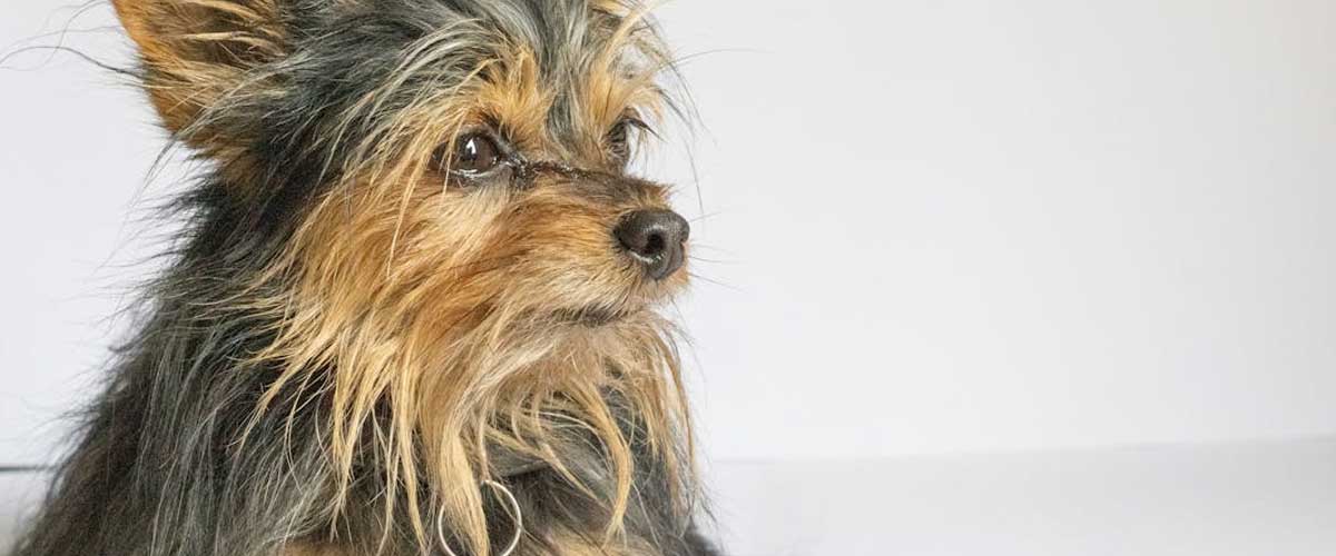 The Australian Silky Terrier: A Charming Companion