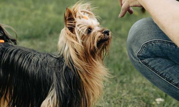 The Australian Terrier: A Spirited Companion