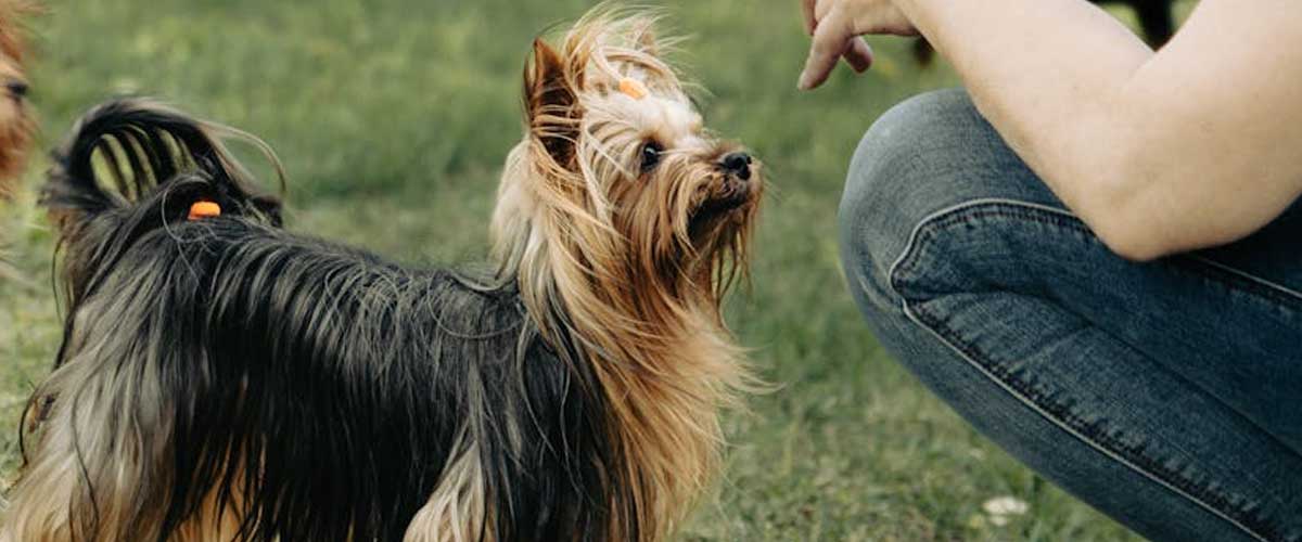 The Australian Terrier: A Spirited Companion