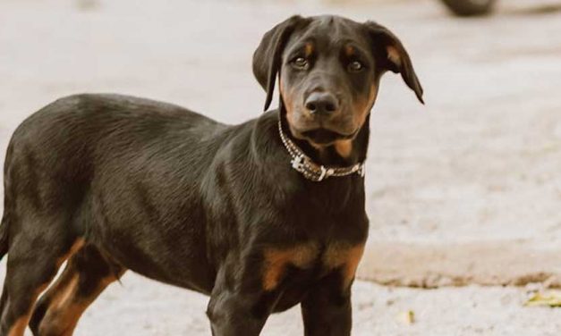 The Austrian Pinscher: A Versatile and Loyal Companion