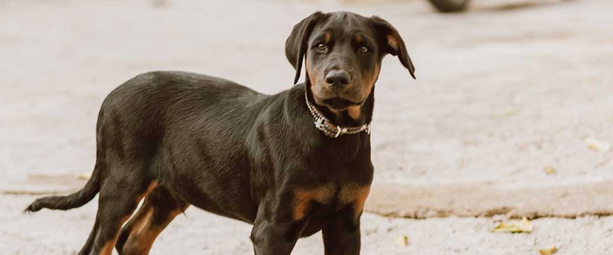 The Austrian Pinscher: A Versatile and Loyal Companion