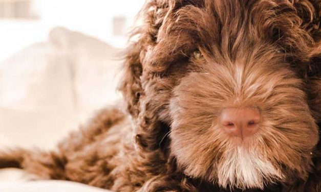 Guide to Stopping Your Dog from Taking Baby’s Toys