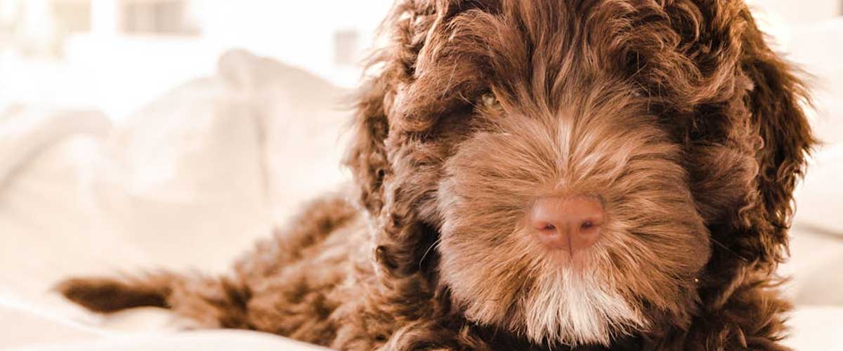 Guide to Stopping Your Dog from Taking Baby’s Toys