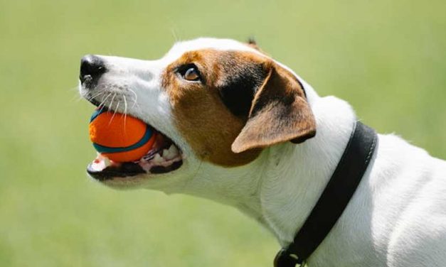 Is the Ball One of the Best Dog Training Aids to Use?
