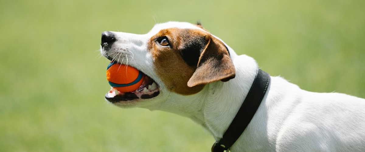 Is the Ball One of the Best Dog Training Aids to Use?