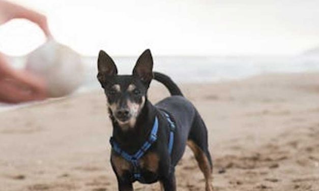 Effective Leader, Effective Trainer: The Interconnection of Leadership and Training