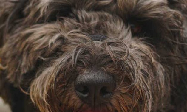 The Barbet: A Charming French Water Dog