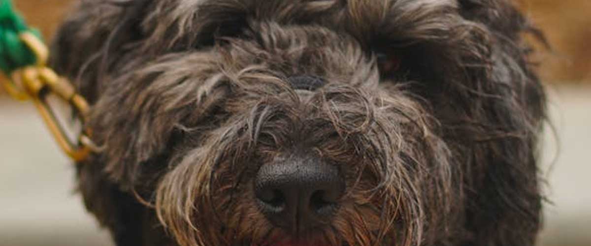 The Barbet: A Charming French Water Dog