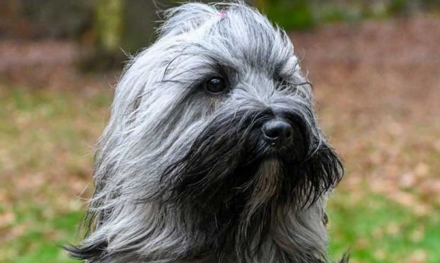 The Bearded Collie: A Friendly and Energetic Companion