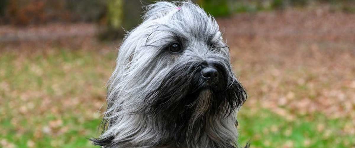 The Bearded Collie: A Friendly and Energetic Companion