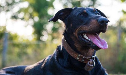 The Beauceron: A Versatile and Loyal Companion