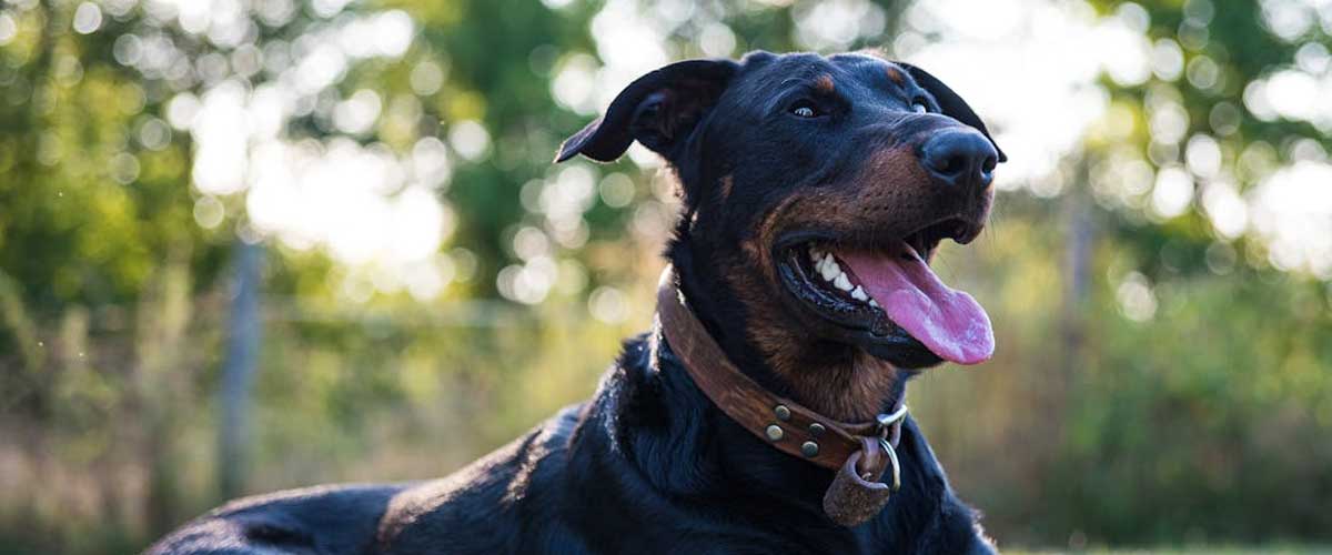 The Beauceron: A Versatile and Loyal Companion