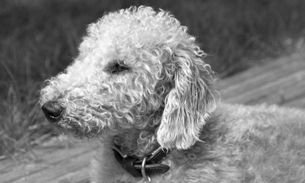 The Bedlington Terrier: A Unique Blend of Elegance and Energy
