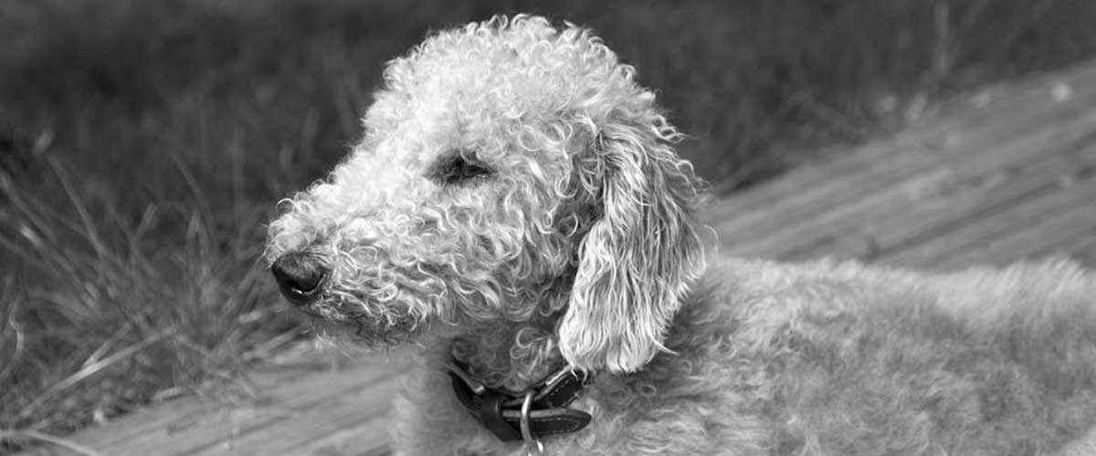 The Bedlington Terrier: A Unique Blend of Elegance and Energy