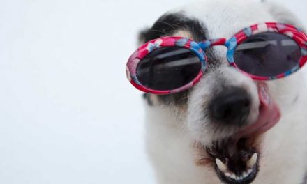 Do Dogs Have a Belly Button?