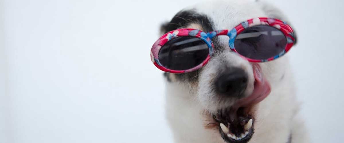 Do Dogs Have a Belly Button?