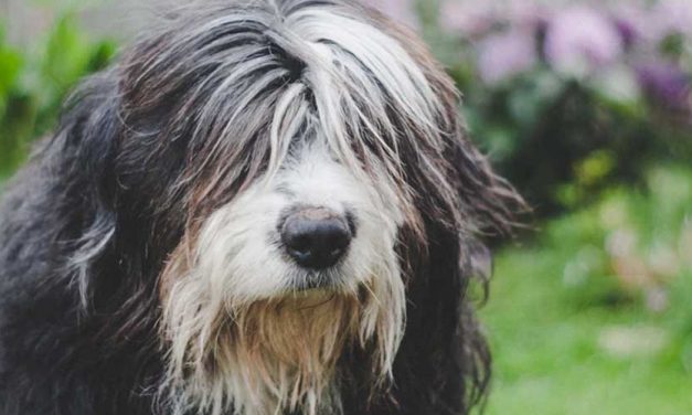 The Bergamasco Sheepdog: A Unique Canine Companion