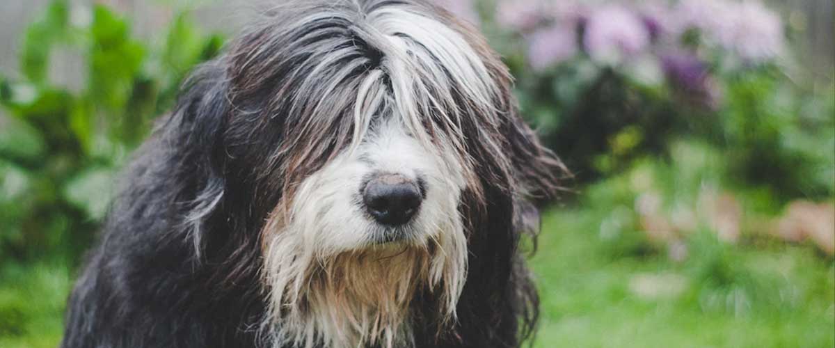 The Bergamasco Sheepdog: A Unique Canine Companion