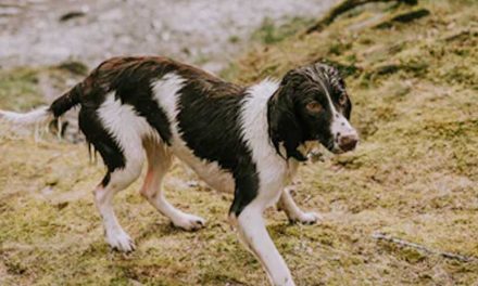 The Berner Niederlaufhund: A Gentle Yet Energetic Companion