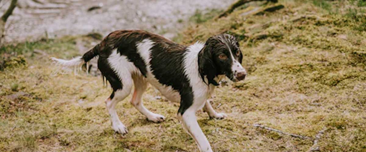 The Berner Niederlaufhund: A Gentle Yet Energetic Companion