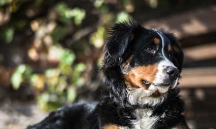 The Bernese Mountain Dog: A Gentle Giant of the Swiss Alps