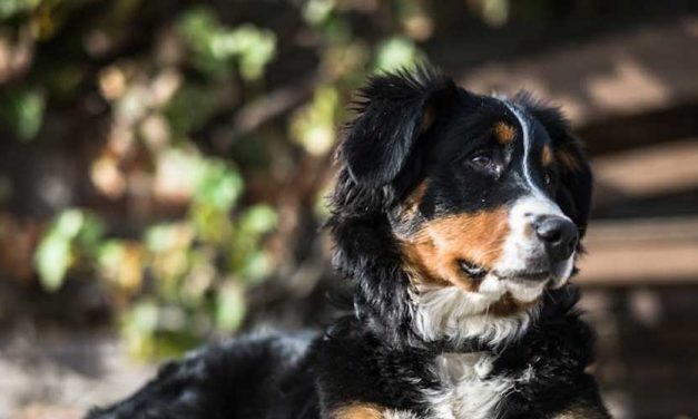 The Bernese Mountain Dog: A Gentle Giant of the Swiss Alps
