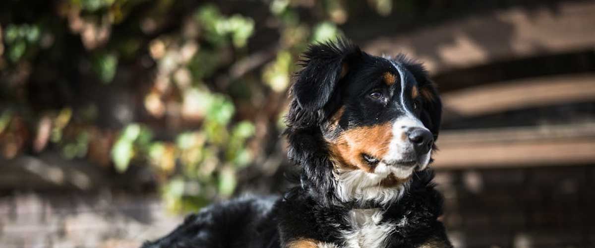 The Bernese Mountain Dog: A Gentle Giant of the Swiss Alps