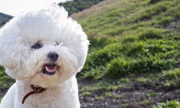 The Bichon Frise: A Playful Companion