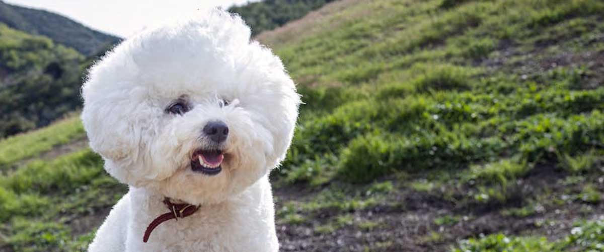 The Bichon Frise: A Playful Companion