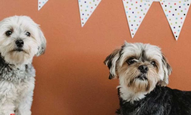 The Bichon Yorkie: A Delightful Hybrid Breed