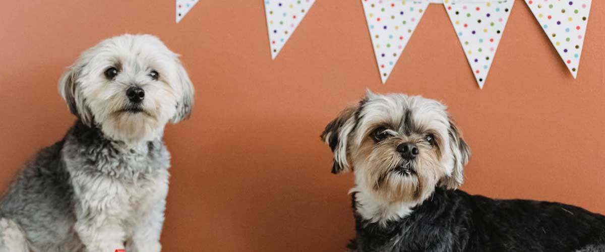 The Bichon Yorkie: A Delightful Hybrid Breed