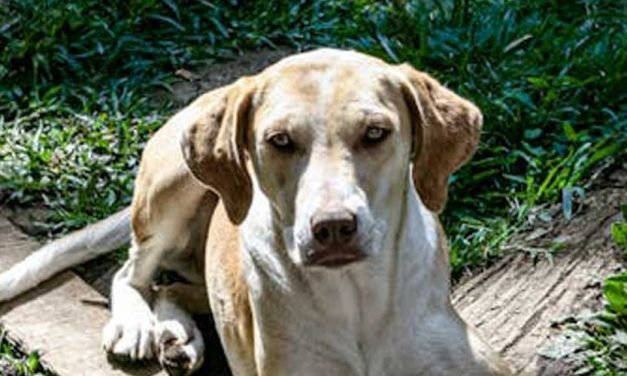 The Billy Dog Breed: A Unique Companion