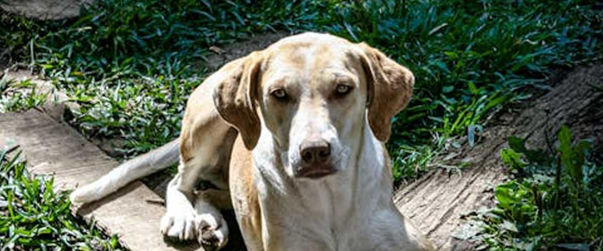 The Billy Dog Breed: A Unique Companion