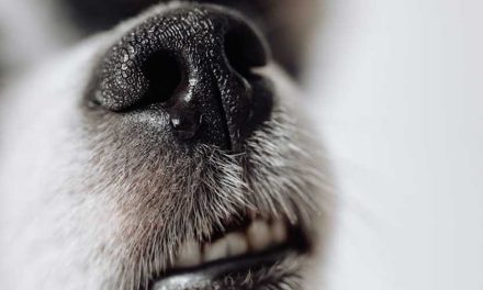 Do Sprays Stop Dogs from Chewing Furniture, Objects, and Leads?