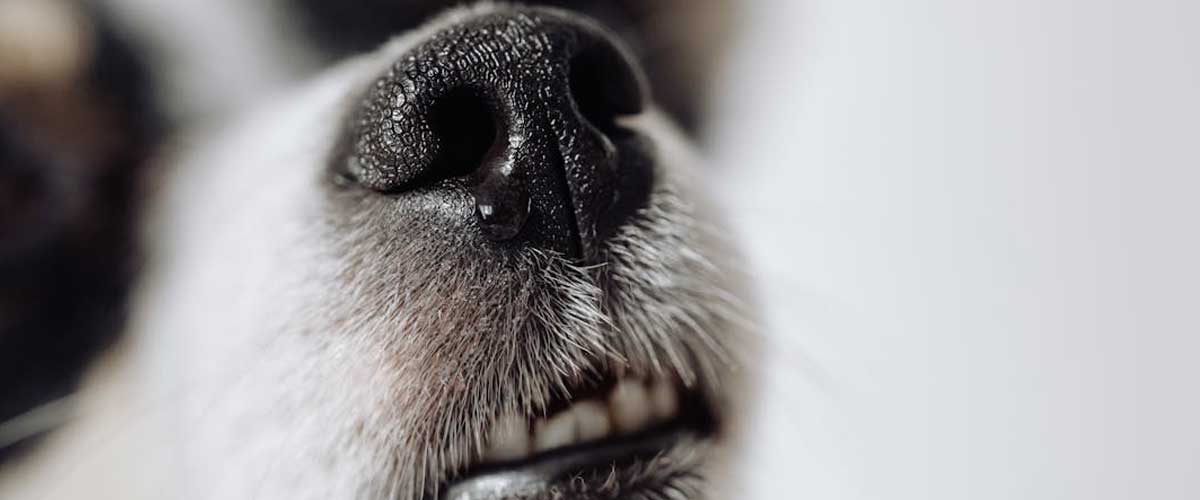 Do Sprays Stop Dogs from Chewing Furniture, Objects, and Leads?