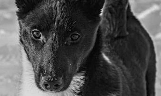 The Black Norwegian Elkhound: A Versatile Companion