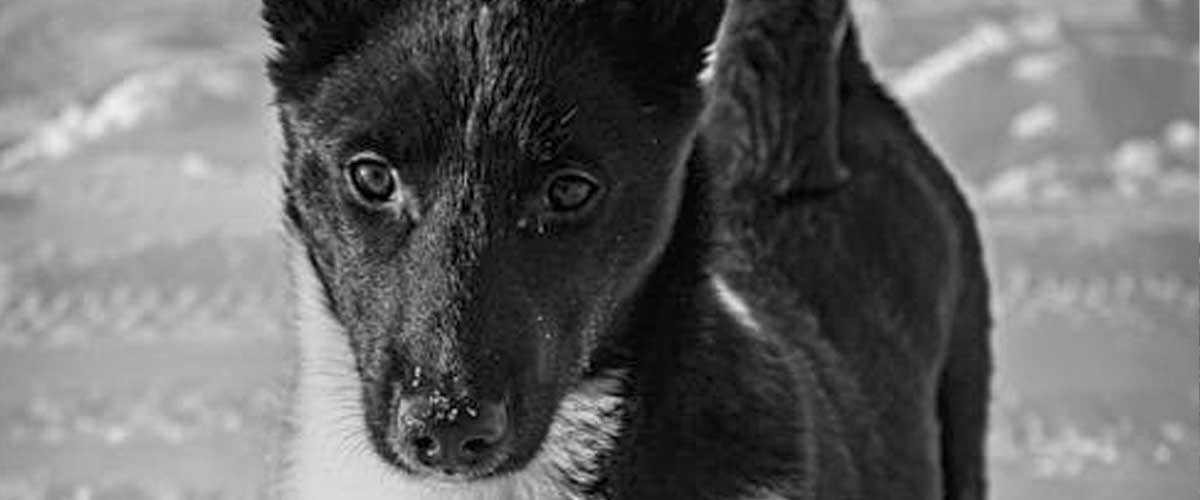 The Black Norwegian Elkhound: A Versatile Companion