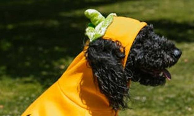 The Black Russian Terrier: A True Guardian with a Gentle Heart