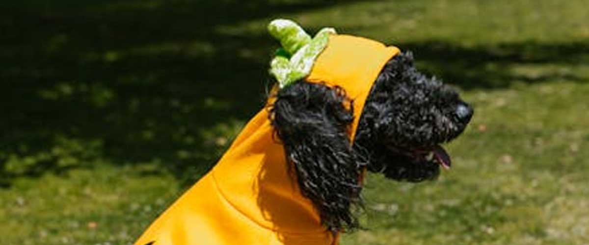 The Black Russian Terrier: A True Guardian with a Gentle Heart